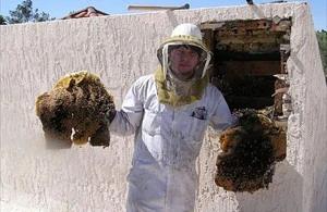 Peoria Bee Removal employee holding removed comb